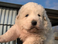 cucciolo pastore abruzzese